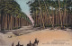 EP 28-(33) ARCACHON - DANS LA FORET , PROMENADE A DOS D'ANE - Arcachon