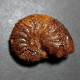 #QUENSTEDTICERAS PRAELAMBERTI Ammonite, Jurassique (Russie) - Fossilien