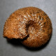 #SURITES SCHULGINAE Ammonite, Jura (Sibirien, Russland) - Fossilien