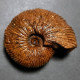 #SURITES SCHULGINAE Ammonite, Jura (Sibirien, Russland) - Fossils