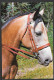 Animal > Cheval - Demi Sang Dont ¼ Sang Arabe - Par Photo Decor - Chevaux