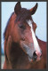 Animal > Cheval -Baldna Arabe - Par Photo Decor - Paarden