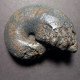 #CALLIPHYLLOCERAS NIZINANUM Fossile, Ammonite, Kreide (Vereinigte Staaten, USA) - Fossili