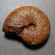 #EPIMAYAITES FALCOIDES Fossile Ammoniten Jura (Indien) - Fossilien