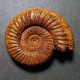 #GRAEFENBERGITES ARANCENSIS Fossile Ammoniten Jura (Frankreich) - Fósiles