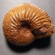 #MAYAITES OBESUS Fossile Ammoniten Jura (Indien) - Fossili