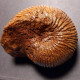 #MAYAITES OBESUS Fossile Ammoniten Jura (Indien) - Fósiles