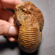 #MAYAITES OBESUS Fossile Ammoniten Jura (Indien) - Fósiles