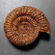 #MICROBIPLICES PROWITTEANUS Fossile Ammoniten Jura (Frankreich) - Fossili