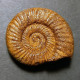 #PERISPHINCTES ANTECEDENS Fossile Ammoniten Jura (Frankreich) - Fossils