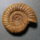 #PERISPHINCTES ARKELLI Fossile Ammoniten Jura (Frankreich) - Fósiles