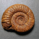 #PERISPHINCTES BIFURCATUS Fossile Ammoniten Jura (Frankreich) - Fossils