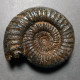#PERISPHINCTES INDOGERMANUS Fossile Ammoniten Jura (Indien) - Fossils