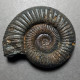 #PERISPHINCTES MAHABOBOKENSIS Fossile Ammoniten Jura (Indien) - Fossiles