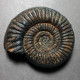 #PERISPHINCTES PAGRI Fossile Ammoniten Jura (Indien) - Fossilien