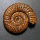 #PERISPHINCTES NERUNENSIS Fossile Ammoniten Jura (Indien) - Fossili