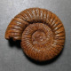 #PERISPHINCTES NERUNENSIS Fossile Ammoniten Jura (Indien) - Fossili