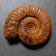 #PERISPHINCTES STENOCYCLOIDES Fossile Ammoniten Jura (Frankreich) - Fossili