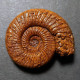 #PERISPHINCTES STENOCYCLOIDES Fossile Ammoniten Jura (Frankreich) - Fossils