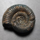 #PERISPHINCTES SUBEVOLUTUS Fossile Ammoniten Jura (Indien) - Fossili