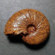 #TARAMELLICERAS HOLBEINI Fossile Ammoniten Jura (Frankreich) - Fossils