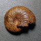 #TARAMELLICERAS HOLBEINI Fossile Ammoniten Jura (Frankreich) - Fossielen