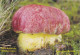 Boletus Regius, Mushrooms, MK Choceň, Czech Rep., 90 X 60 Mm, 2013 - Small : 2001-...