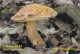 Boletus Moravicus Mushrooms, MK Choceň, Czech Rep., 90 X 60 Mm, 2016 - Petit Format : 2001-...