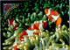 40144705 - Fische Clown Fisch Und Meeres Anemone Im - Poissons Et Crustacés