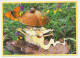 Postal Stationery Russia 2004 Mushroom - Butterfly - Snail - Funghi