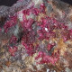 Delcampe - #B47 Schöne ERYTHRIT Kristalle (Bou Azzer Mine, Marokko) - Minerales