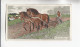 Actien Gesellschaft  Pferde Rassen Oldenburger    Serie  67 #1 Von 1900 - Stollwerck