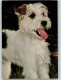 12093505 - Foxterrier Popp Karte FF317 - Chiens