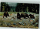 39172005 - Yellostone National Park , Bears Feeding On Hotel Garbage. - Osos