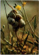 ESCARGOTS. -  Suspendus En Grappe Au Bouton D'or.  Collection Bretagne En Couleurs. - Autres & Non Classés