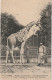 JA 4- (75) PARIS - JARDIN DES PLANTES - LA GIRAFE MENELIK , DON DU ROI D'ABYSSINIE - SOIGNEUR - 2 SCANS  - Parcs, Jardins