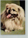 12093705 - Pekinese Popp Karte Nr. FF349 AK - Honden