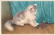 JA 27- CHATON DEVANT TENTURE BLEUE ET TIGE DE ROSES A SES PATTES - ILLUSTRATEUR  ATOCH - 2 SCANS - Gatos