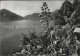 12603688 Ascona Lago Maggiore Vegetazione Vegetation Blick Ueber Den See Alpen A - Other & Unclassified