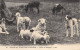 24-5374 : SCENES ET TYPES DES PYRENEES. CHIEN DE MONTAGNE - Andere & Zonder Classificatie