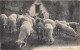 24-5375 : SCENES ET TYPES DES PYRENEES. MOUTONS AU PATURAGE - Andere & Zonder Classificatie