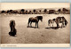 39611106 - Dartmoor-Pony England - Chevaux