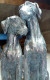 Sculpture: Chiens/ Sculpture: Dogs/ Sculptuur: Honden/ Skulptur: Hunde - Other & Unclassified