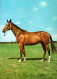H1708 - Pferd Horses - Planet Verlag DDR - Horses