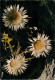 Delcampe - Fleurs Lot De 18 Cartes    1   (scan Recto-verso)MA2007Bis - Flowers