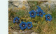 Delcampe - Fleurs Lot De 18 Cartes    1   (scan Recto-verso)MA2007Bis - Blumen