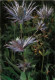 Delcampe - Fleurs Lot De 18 Cartes    1   (scan Recto-verso)MA2007Bis - Fiori