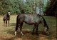 H1710 - TOP Pferd Horses - Planet Verlag DDR - Cavalli