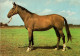 H1711 - TOP Pferd Horses Warmblut - Planet Verlag DDR - Cavalli