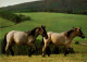 H1723 - TOP Pferd Horses - Planet Verlag DDR - Pferde